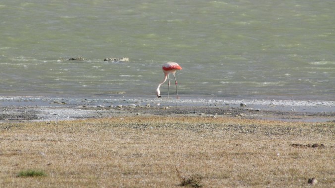 Flamingo in salty lake in Argentina