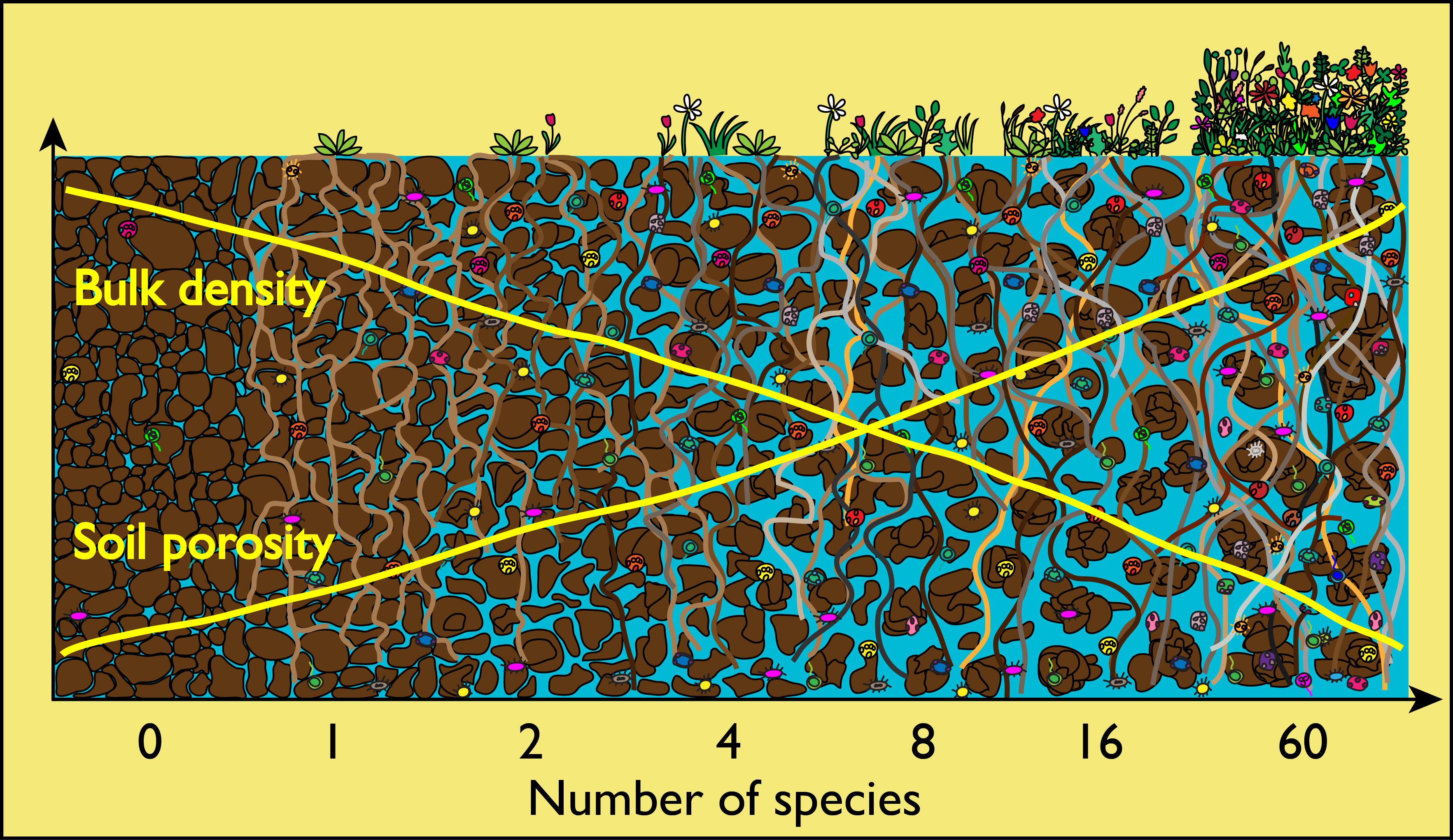 Plant biodiversity improves soil properties: A high number of plant species leads to high porosity and low soil density, which is good for the soil.