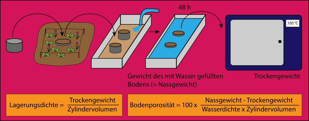 Methode zur Bestimmung von Lagerungsdichte und Bodenporosität