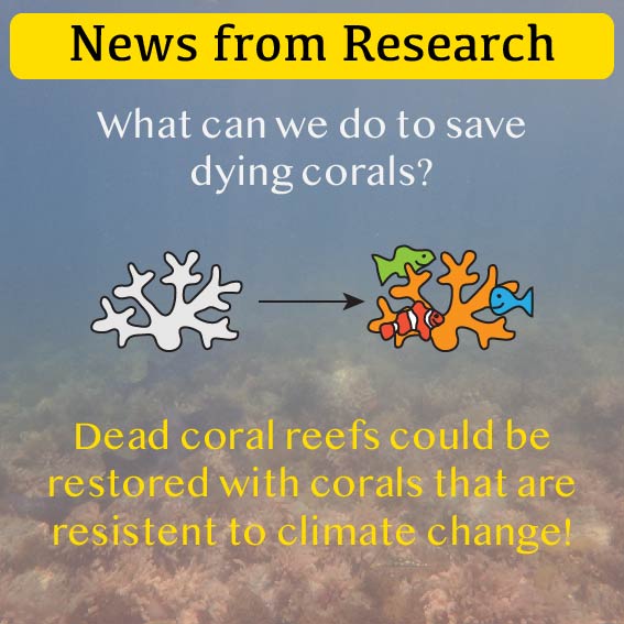News from Research - Climate change resistant corals